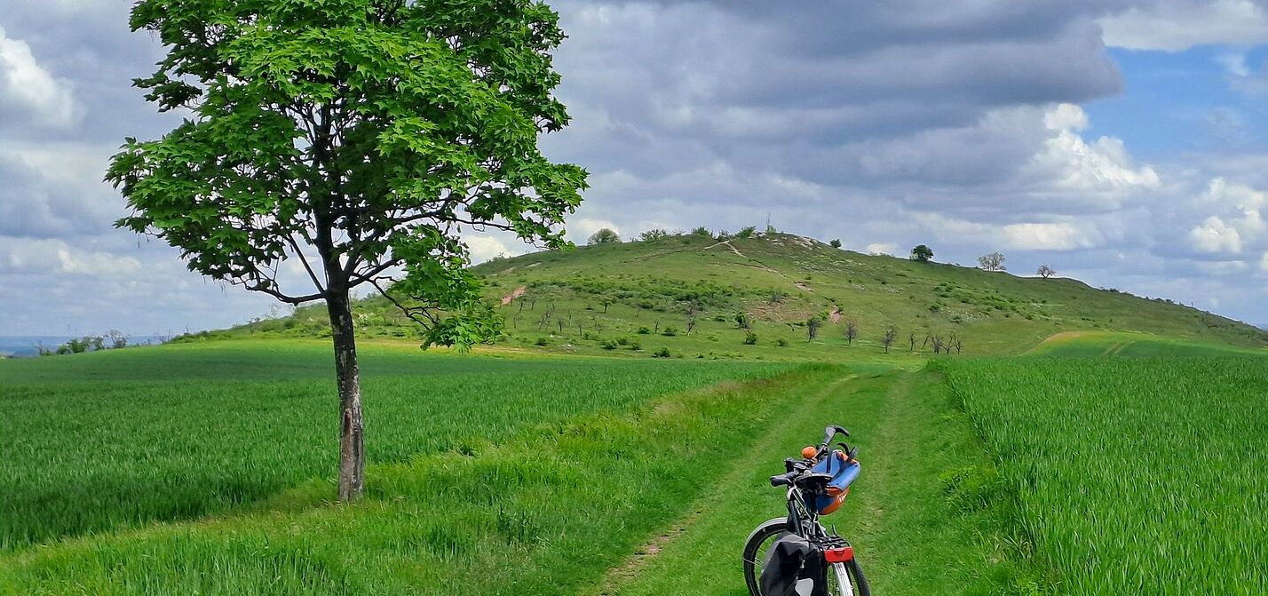 Fahrrad in einer grünen Landschaft mit markantem Baum und Hügel im Hintergrund.